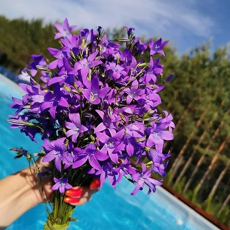 Sun House - Mazur 别墅