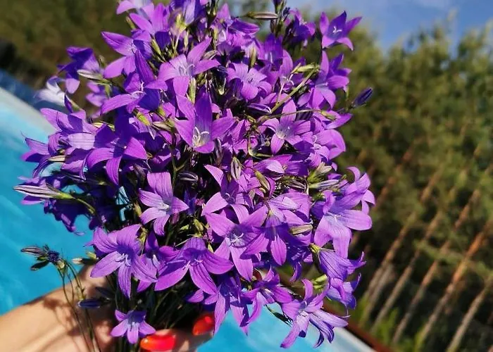 Sun House - Mazur Vila